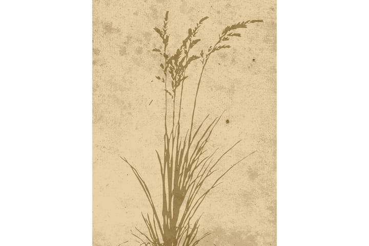 Juliste Plant art 30x40 cm - Beige - Sisustustuotteet - Taulu & taide - Juliste