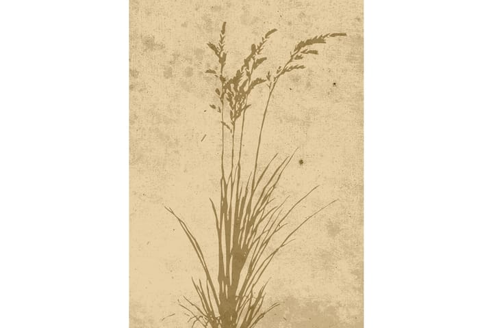 Juliste Plant art 50x70 cm - Beige - Sisustustuotteet - Taulu & taide - Juliste